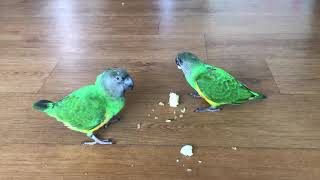 세네갈 사과 먹방