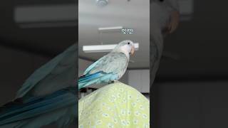 이 누나 또또 누워있네! #퀘이커앵무송꾸꾸