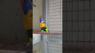 오전까지는 잘 품 다가 오후는 너무 더우니까 산란 통에 들어 가질 않아요 ㅠ ㅠ