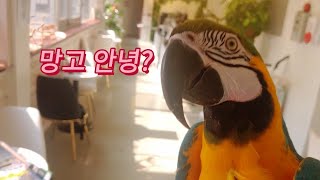 망고 인사하는거 보세여ㅋㅋㅋ졸귀ㅠㅠㅜㅠㅠ