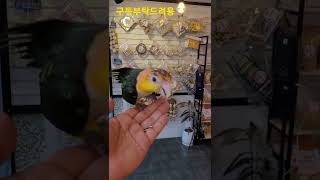 해바라기씨 먹는 노랑머리카이큐 #shorts