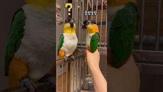 꿀렁이는 언니가 이상하다 #shorts #parrot …