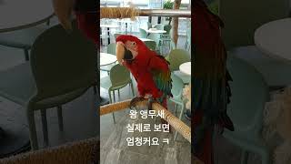왕앵무새 ㅎ
