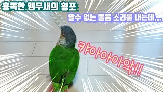 앵무새를 미치게 만드는 이것? -& 코뉴어 익룡소리