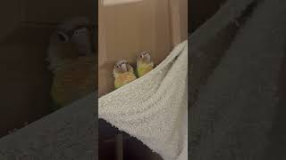 웃긴 코뉴어 앵무새  #코뉴어앵무새 #앵무새 #귀여운앵무새 #conure #conures