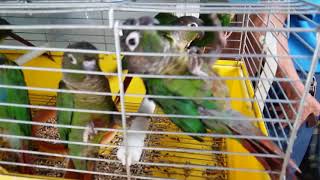 미화조류 싸이펫 02 766 0687 서울천계천7가 청…