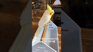 리프패럿에서 만났던 앵무새들 #코카투 #코뉴어 #퀘이커 #왕관앵무