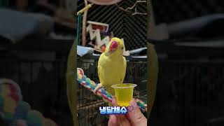 #목도리앵무새#앵무새#parrot#먹방#간식#코뉴어#모란#젤리