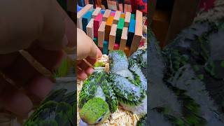 쟈딘앵무, 세네갈 앵무, 검은 머리 카이큐, 로리 앵무새 아이들이예요. #birdslover #parrot #pets #birds #cute #사계절앵무새 #앵무새성장 #앵무새분양