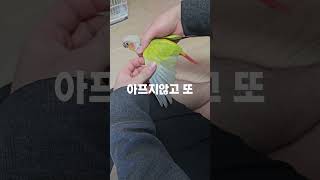 앵무새를 키우기전 몰랐던 사실 4가지~ #앵무새 #코뉴…