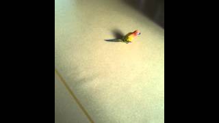 Funny CHOLONG) Backstep sun co…