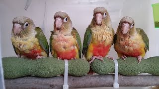 앵무새를 잘 키우려면 8 (새에게 먹이지 말아야 할 음…