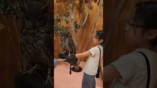 화가 많이 난거같은 부엉이씨 하지만 진짜 화난건 앵무새…