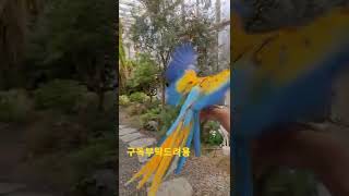 카페마카우 카멜롯마카우 #shorts