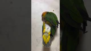 앵무새 카이큐 사랑과전쟁 시즌1