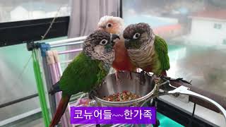 #앵무새#청이#퀘이커#코뉴어#카이큐#왕관#피어니스#