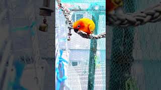 #앵무새 #birds #parrot #앵무새스타그램 #…