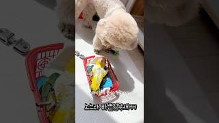 바쁜 현대사회 앵무새 ㅋㅋ #강아지 #동물키우기 #반려견 #애견영상 #귀여운 #강아지브이로그 #반려동물 #펫 #카이큐#노란머리카이큐#반려조