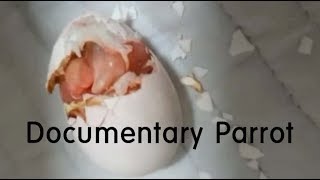 Home Documentary (Parrot) (a video that hatches and grows from parrot eggs)