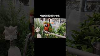 나도 마카우! 너도 마카우! / #한스마카우 #할리퀸마…