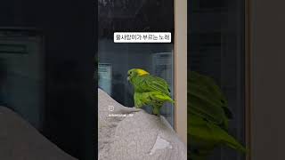 앵무새 노래실력 이정도는 해야지 #아랑이 #아마존앵무새…