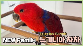 새로운 식구, 뉴기니아 차차가 왔어요!