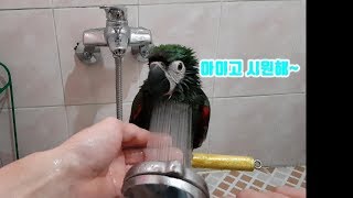 (체스넛마카우) 오늘은 목욕하는날..