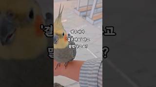 서산 이색체험 '리프패럿' 앵무새카페