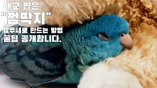 껌딱지 애교 많은 앵무새로 키우는 비법 2가지 간단정리…