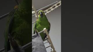 귀농귀촌 애기아마존앵무새 말하고 놀아주기