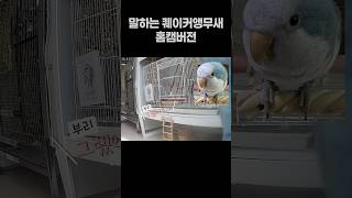 말하는 퀘이커앵무새 홈캠버전 