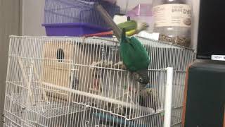 넙죽넙죽 잘 받아먹는 코뉴어들