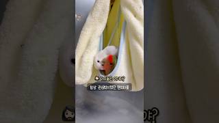 다정한 모란앵무새커플❤ㅣ야심차게 걸어두고 한달 넘게 외면당했던 타올이 드디어 빛을바라네.. #parrot #lovebird