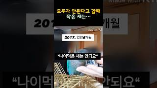 8살 #앵무새 31일간의 #하네스도전기 이야기