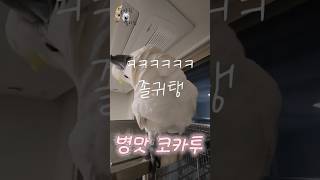 코카투의 반전 매력! 병맛ㅋㅋㅋㅋ #델타 #코카투 #하…