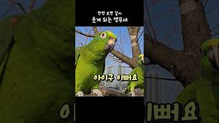 한번보면 같이 웃게 되는 앵무섀 #아랑이 ##아마존앵무…