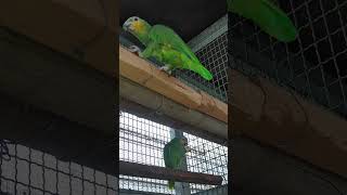 강원도 횡성 산골 아마존의 아침