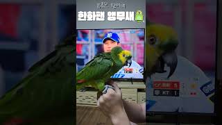 [수리] 한화 응원하는 앵무새 / #말하는앵무새 #아마…
