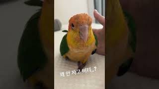 [앵무새] Sooo Cute,,,,,,,❤️