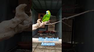 Blu Fronted Amazon Pair| Exoti…