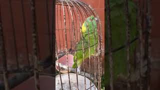 이건 내 앵무새 야