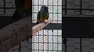 세네갈 앵무새 번식조