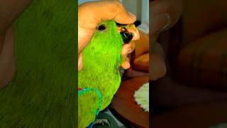 VOS MAERI JANTAN - BAYAN ENDEM…