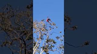 #SHORTS.   ARARA VERMELHA NO M…