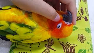 20170520 썬코뉴어를 관찰해 봅시다.