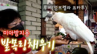 엄브렐라 코카투 발목링 교체하기