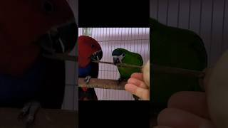 한스마카우, 뉴기니아 앵무  #birds #앵무새 #p…