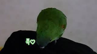 광기에찬 똥생성기의 언어능력