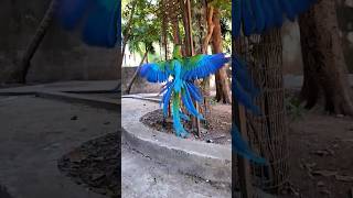 Harlequin Macaw - A Vibrant Ma…