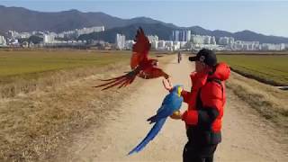 부산 대저 생태공원 홍금강 앵무새 홍금이와 청금강 앵무…